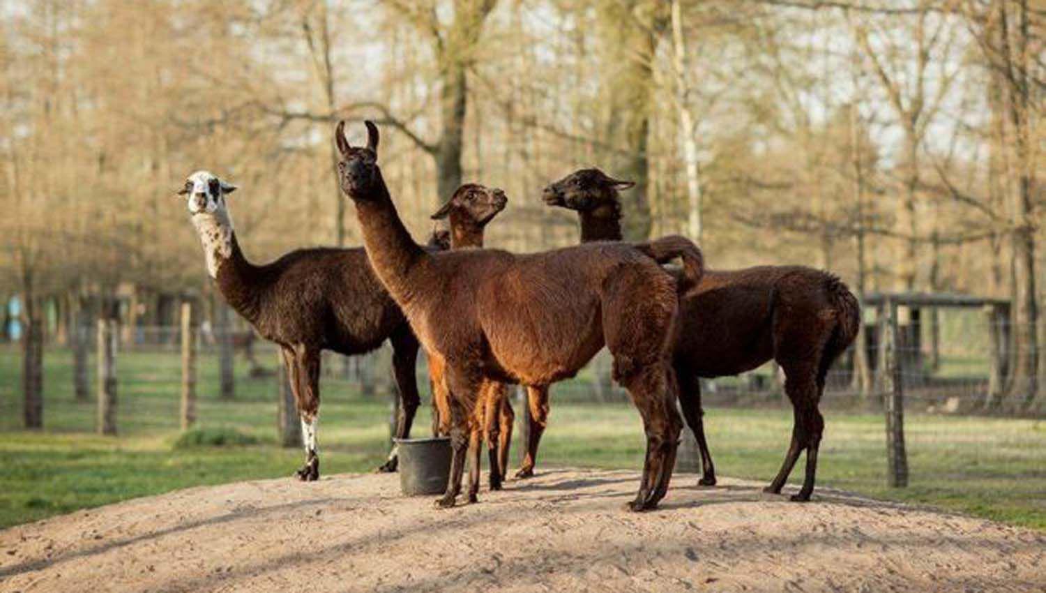 Investigan si anticuerpos de llamas pueden favorecer diagnoacutestico y tratamiento de coroanvirus