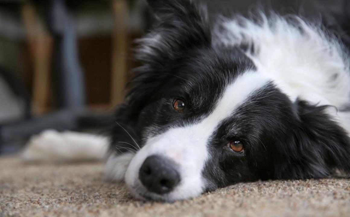 VIDEO- el emocionante reecuentro de un perro con su duentildea tras dos meses separados por la cuarentena