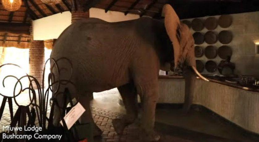 VIDEO- elefante cruza la recepcioacuten de un hotel para comer las frutas de un aacuterbol