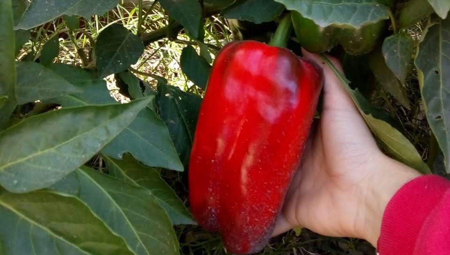 En Selva instan a iniciar un ambicioso proyecto