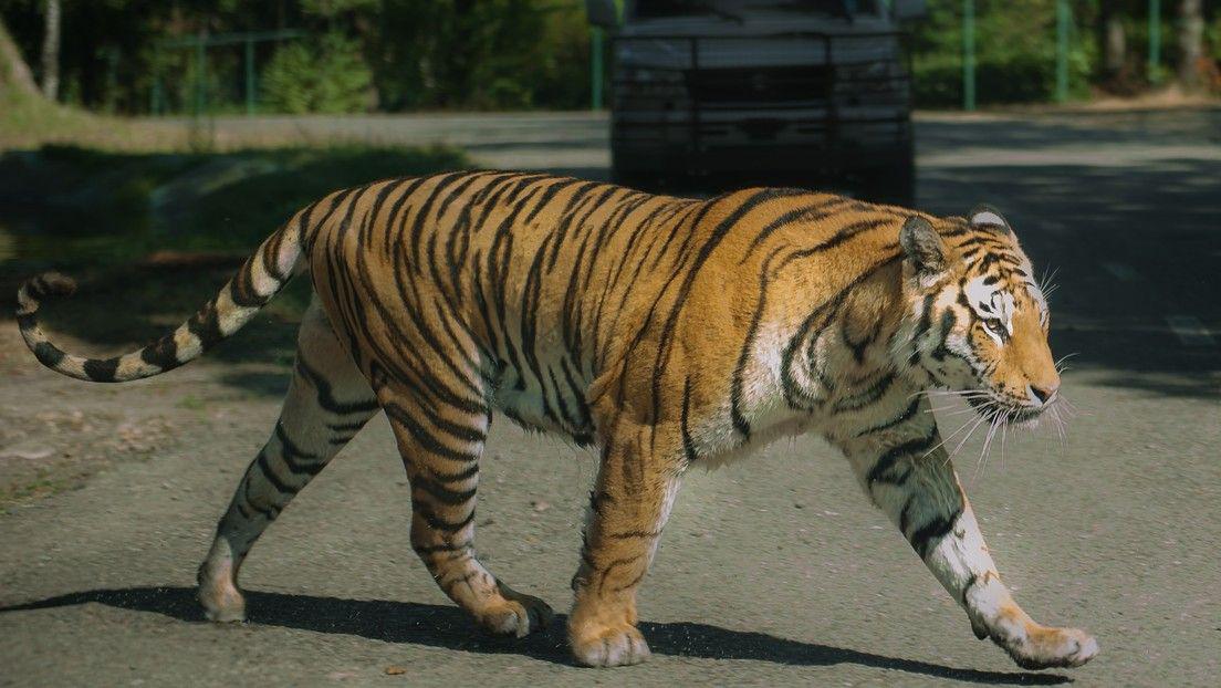 VIDEO  Con soacutelo una cuerda y una silla recapturan un tigre en Meacutexico