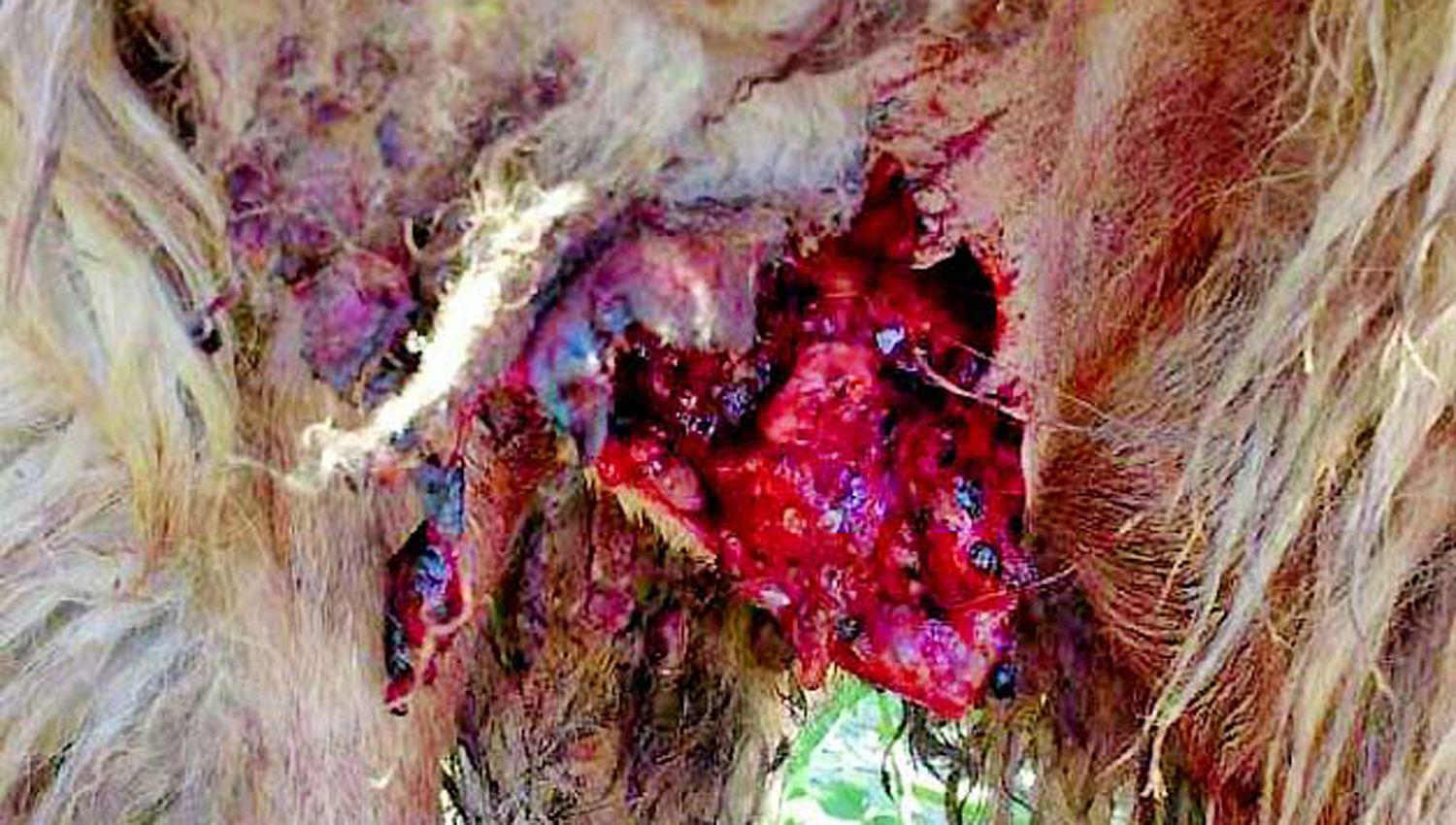 CASO Siempre escuchamos de las mutilaciones de vacunos o cabras pero no me imaginaba que podían ser así dijo la dueña