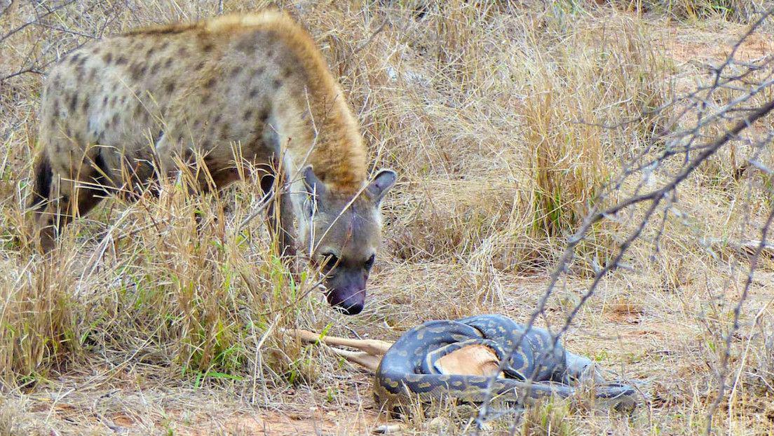 VIDEO- captan el momento en que una hiena roba el alimento a una enorme pitoacuten
