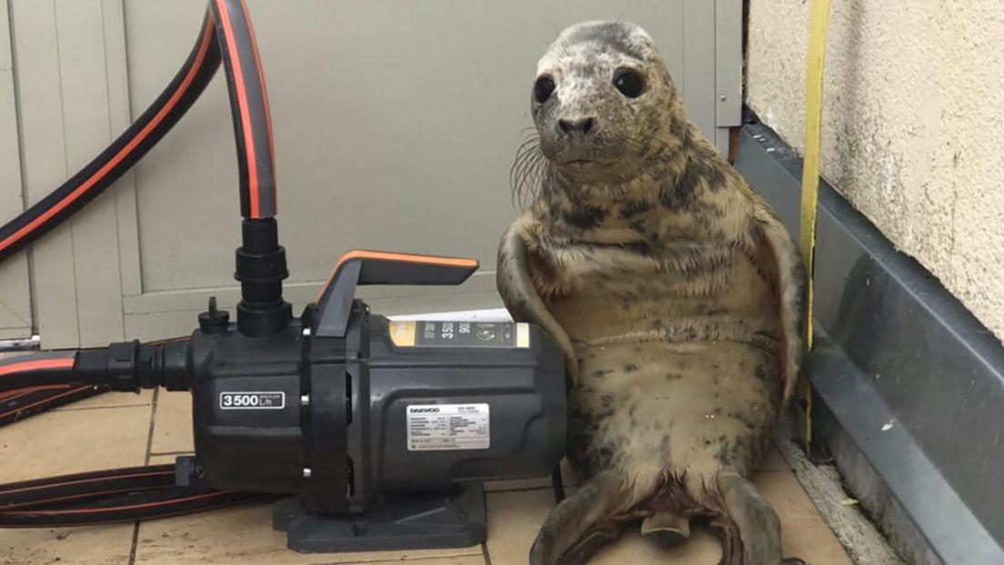 La tierna fuga de una foca bebeacute que es furor en las redes