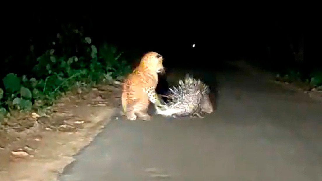Video- la dolorosa leccioacuten de un puercoespiacuten a un leopardo