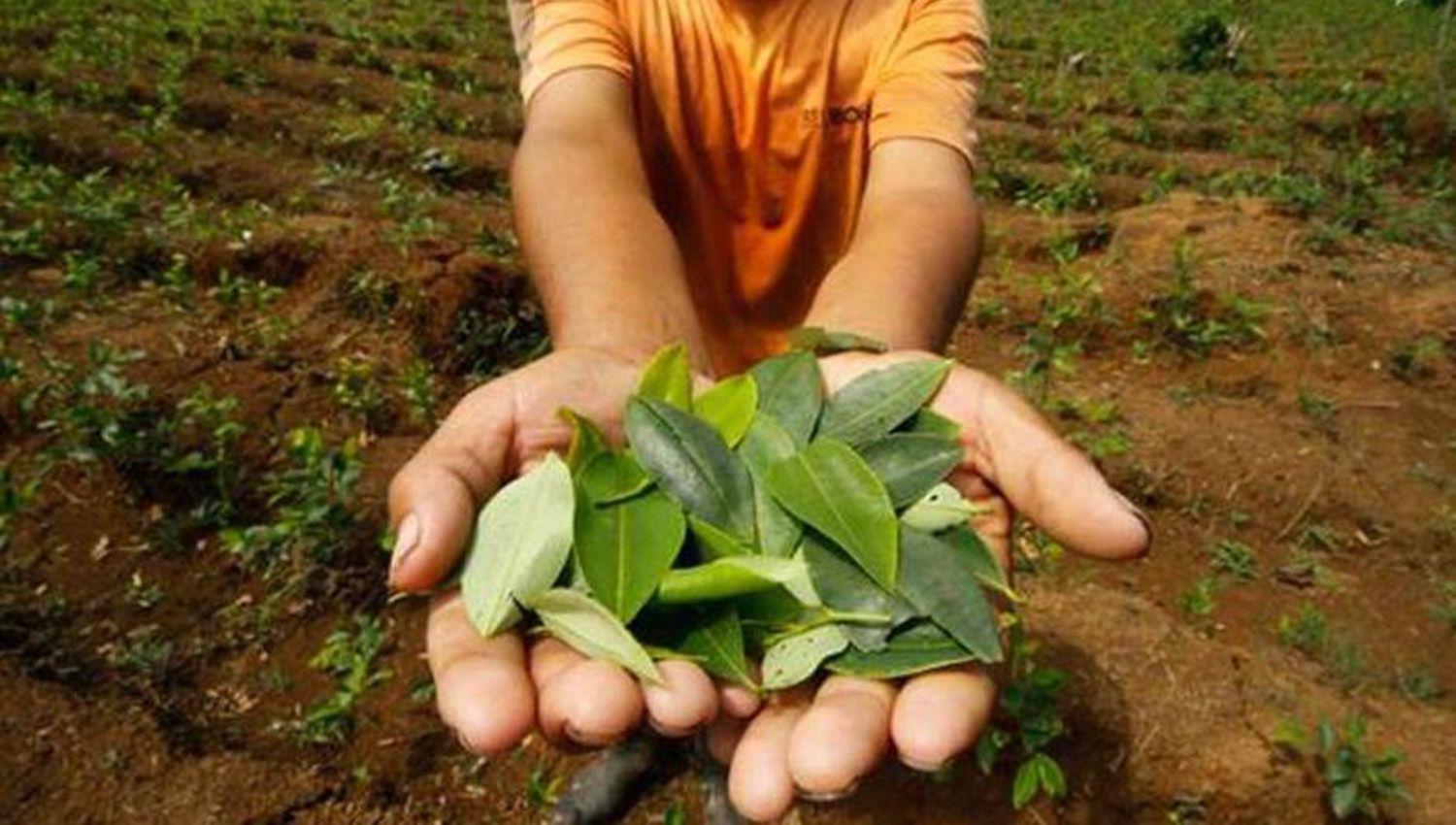 El gobierno de Jujuy repartiraacute gratuitamente hojas de coca incautadas