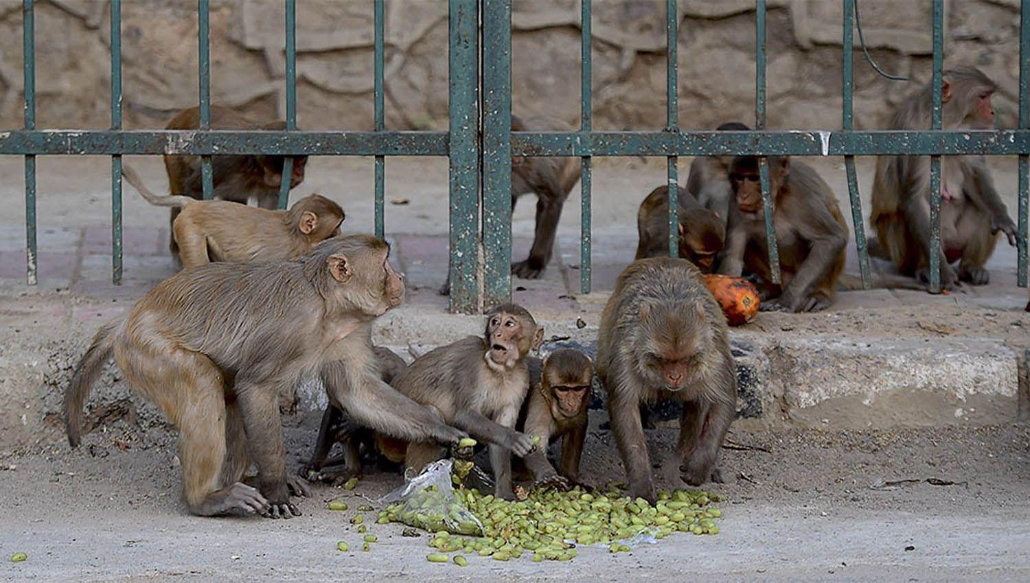 Monos roban muestras de pacientes ingresados por Covid-19 en un hospital