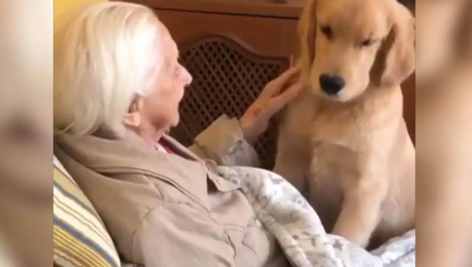 Furor en las redes sociales por un cachorro que cuida de una abuela de 100 antildeos