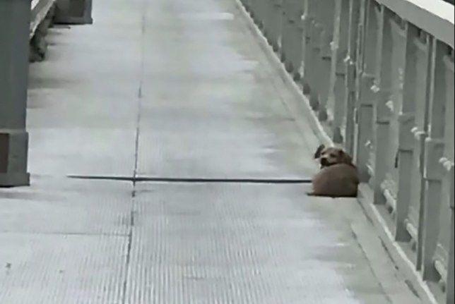 Desgarrador- perro espera en un puente a su duentildeo que se suicidoacute hace cuatro diacuteas