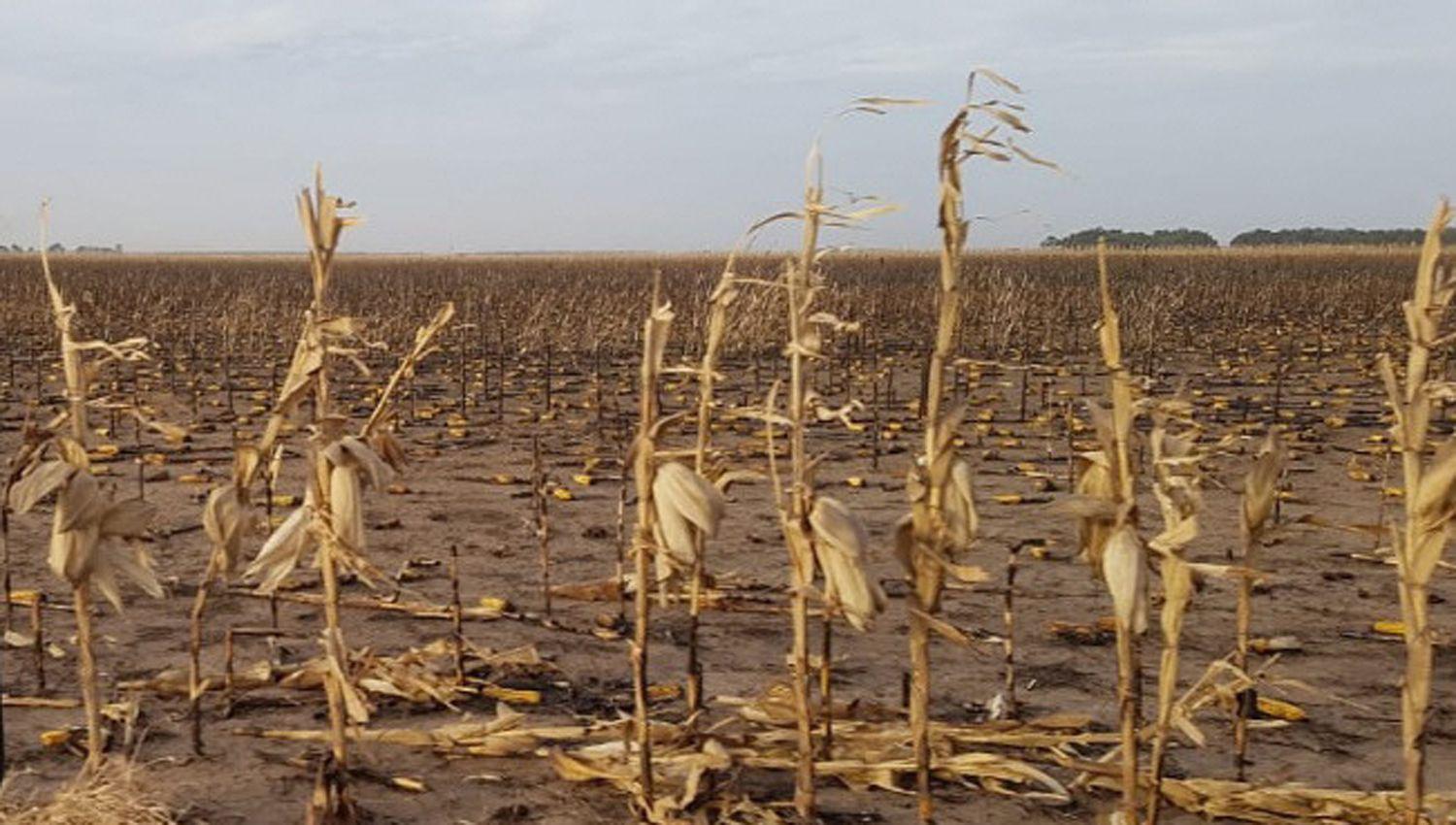 La pérdida a�n es difícil de cuantificar pero sería de varios
millones