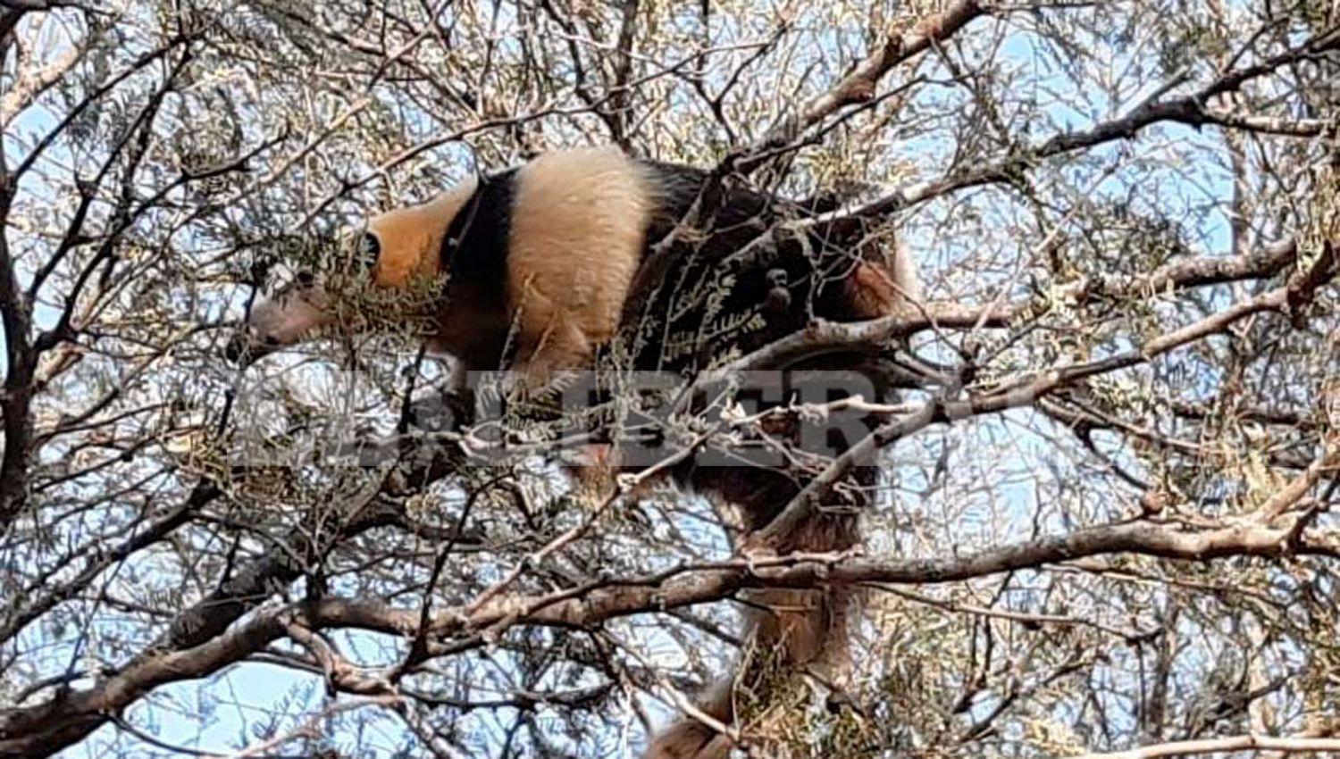 Rescatan ejemplar de oso melero en Colonia Hipoacutelito Irigoyen