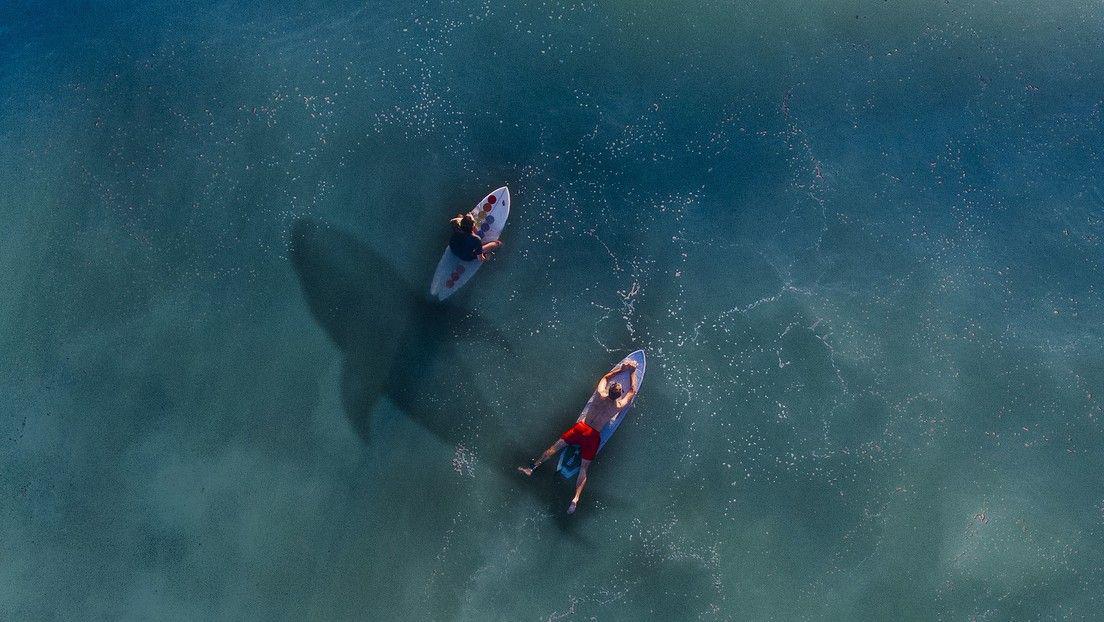 VIDEO- el aterrador momento en que un tiburoacuten blanco acecha a seis surfistas