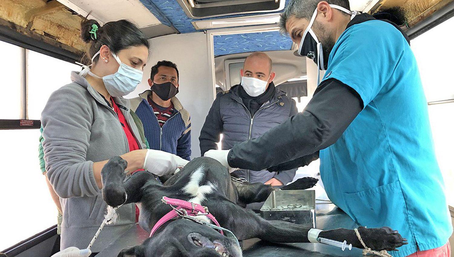 Las mascotas esterilizadas recibieron la atención necesaria para su adecuada recuperación