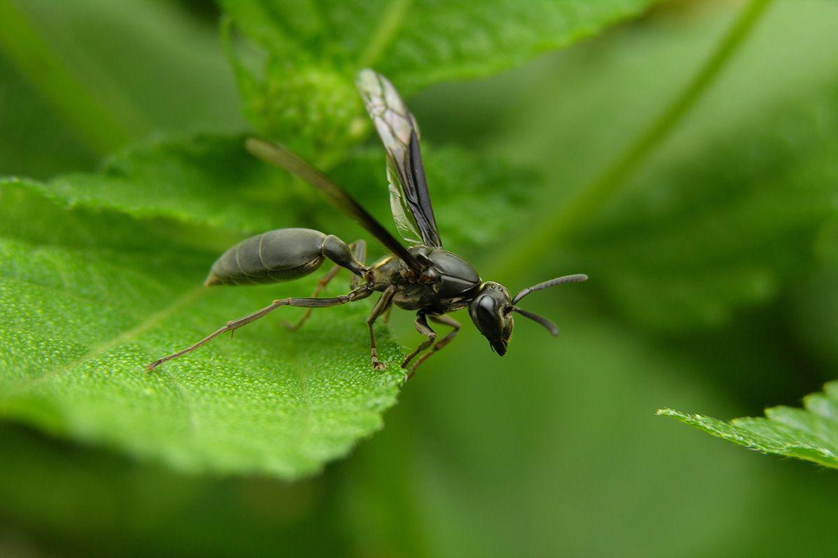 VIDEO- temor en el Reino Unido por enjambres de hormigas voladoras