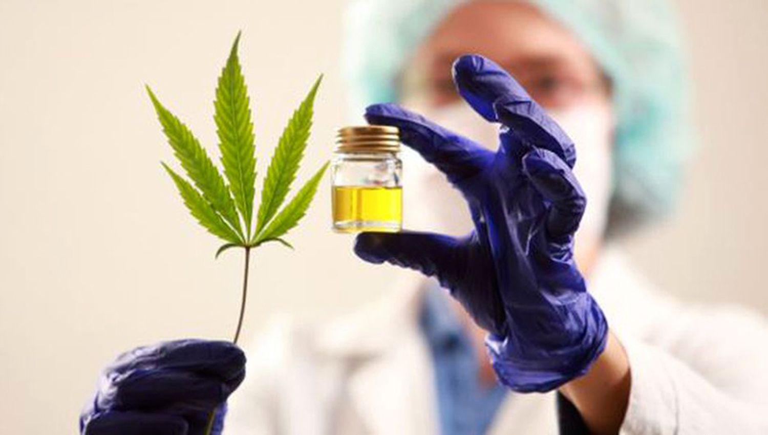 Nueva reglamentacioacuten de la ley de cannabis propone acceso para maacutes enfermedades