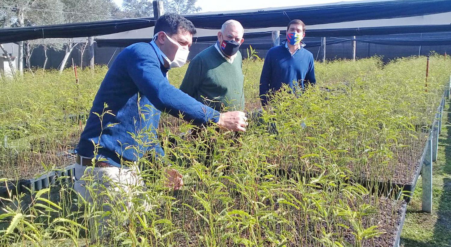 El Vivero Municipal de Las Termas tiene maacutes de 235 mil ejemplares