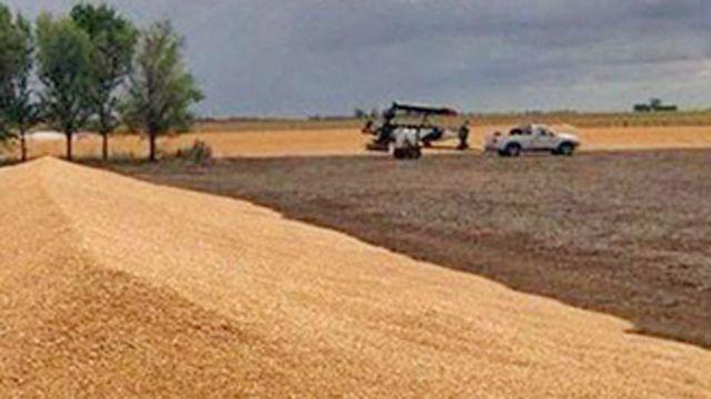 Implementaraacuten un sistema de monitoreo para proteger silobolsas