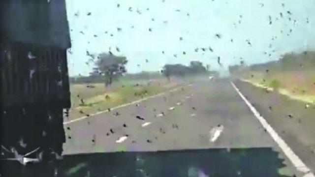 Desde Senasa alertan por una manga de langostas y temen ataques al trigo