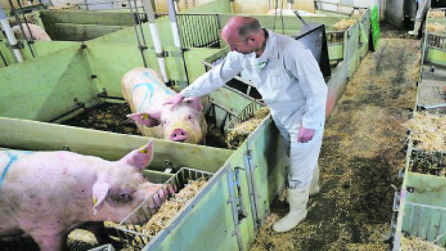 Santiago entre las apuntadas para criar cerdos en acuerdo con China