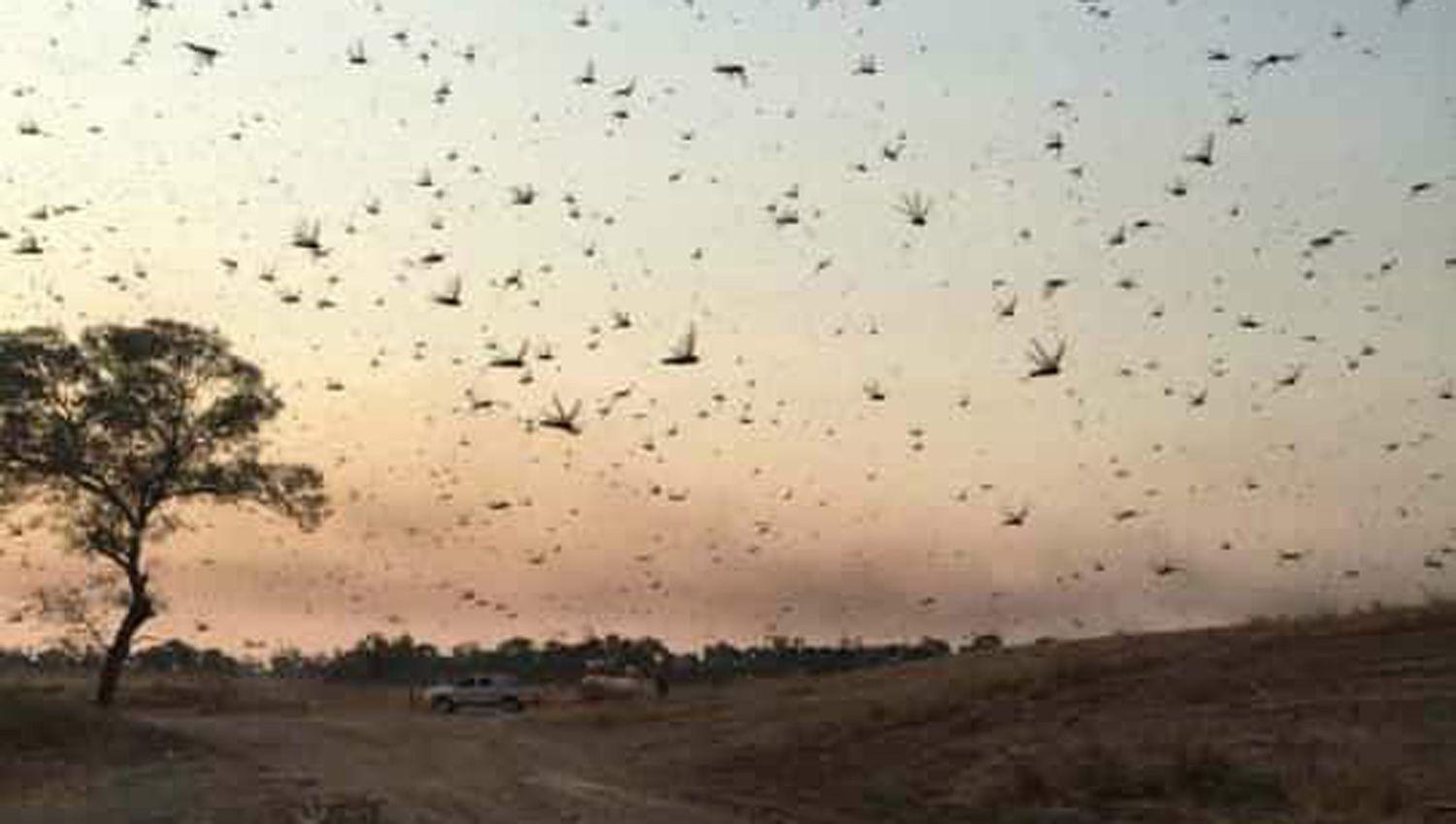 Los productores temen por sus sembrados