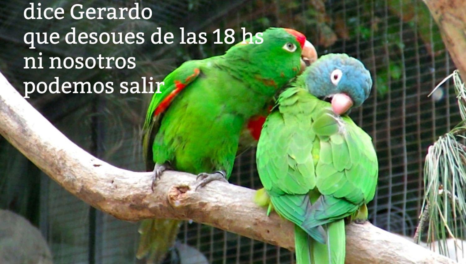 ldquoQue no ande ni el lorordquo- los mejores memes tras el anuncio oficial