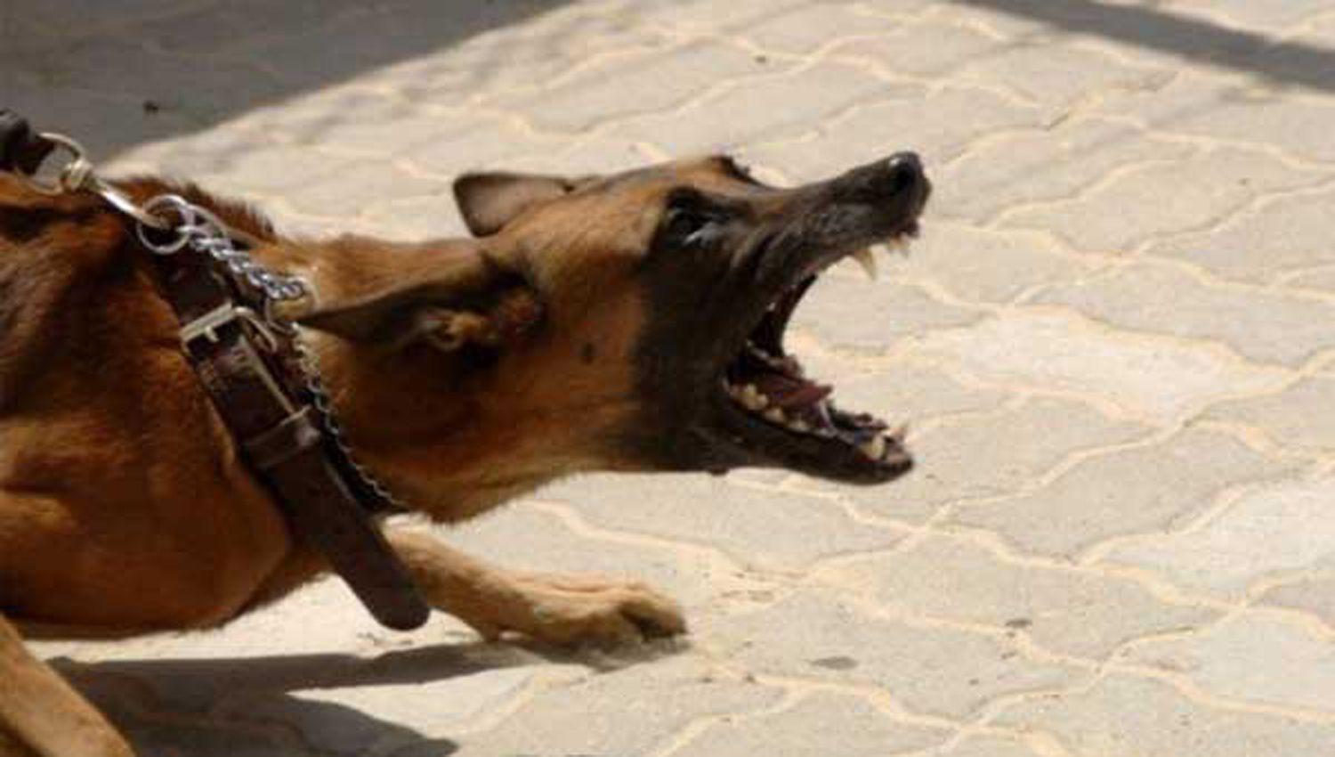 Un perro callejero saltoacute la tapia de una casa y le causoacute graves heridas en el rostro a una nena de 2 antildeos