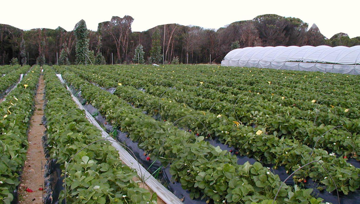 La región tuvo una presencia protagónica en los sectores hortícola y frutícola