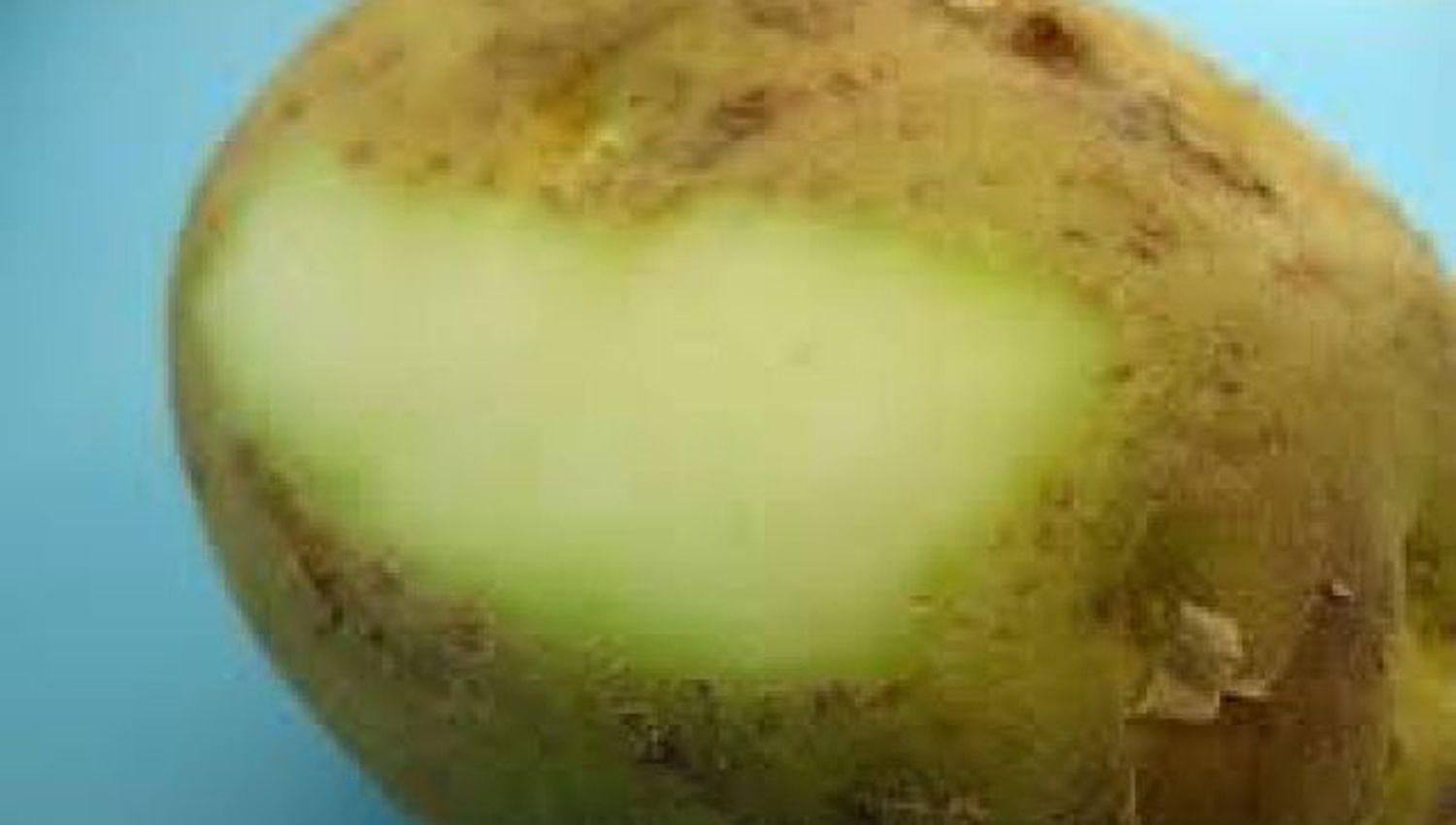 Estudios sentildealan sobre la peligrosidad de comer las partes verdes de las papas