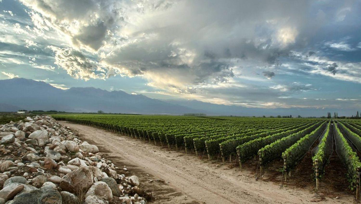 El presente y futuro de la industria vitiviniacutecola argentina