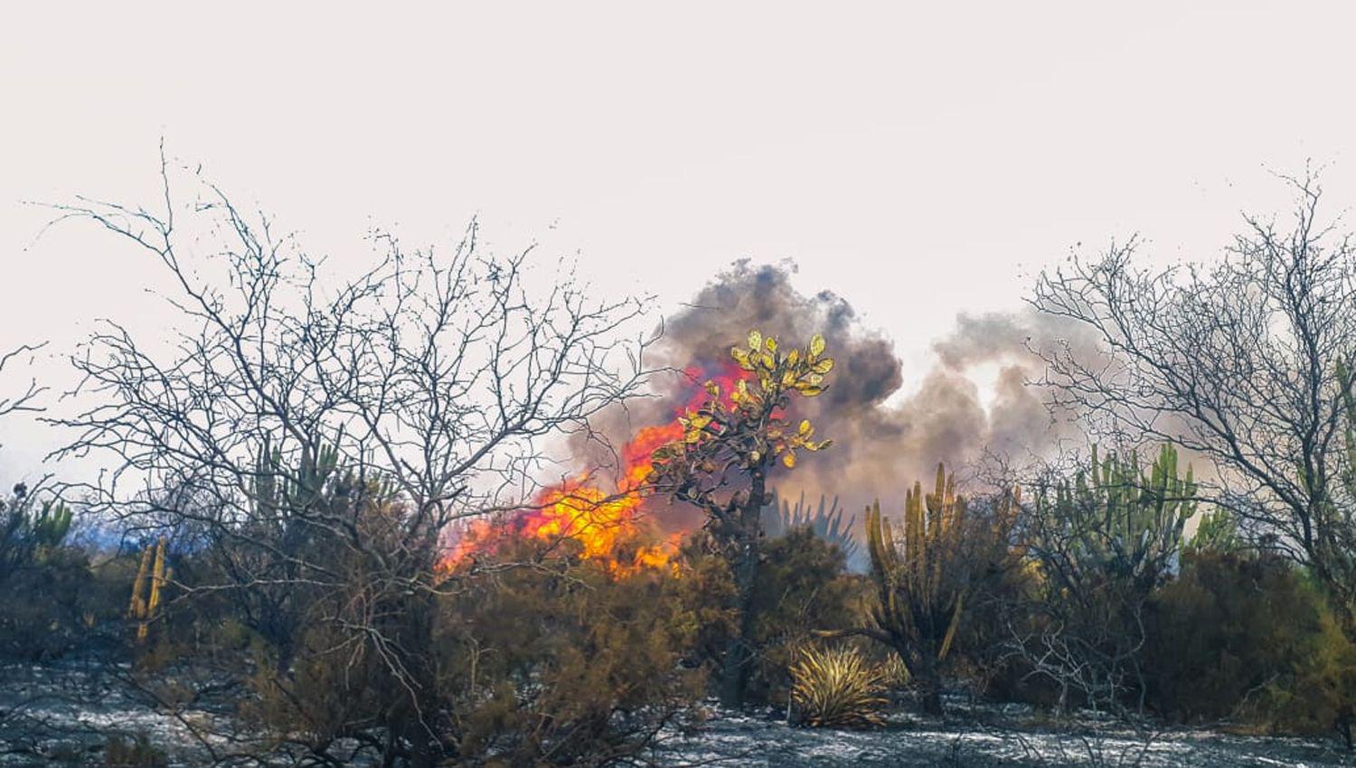 Imaacutegenes  Incendio de grandes proporciones alarmoacute a vecinos de Vaca Huantildeuna