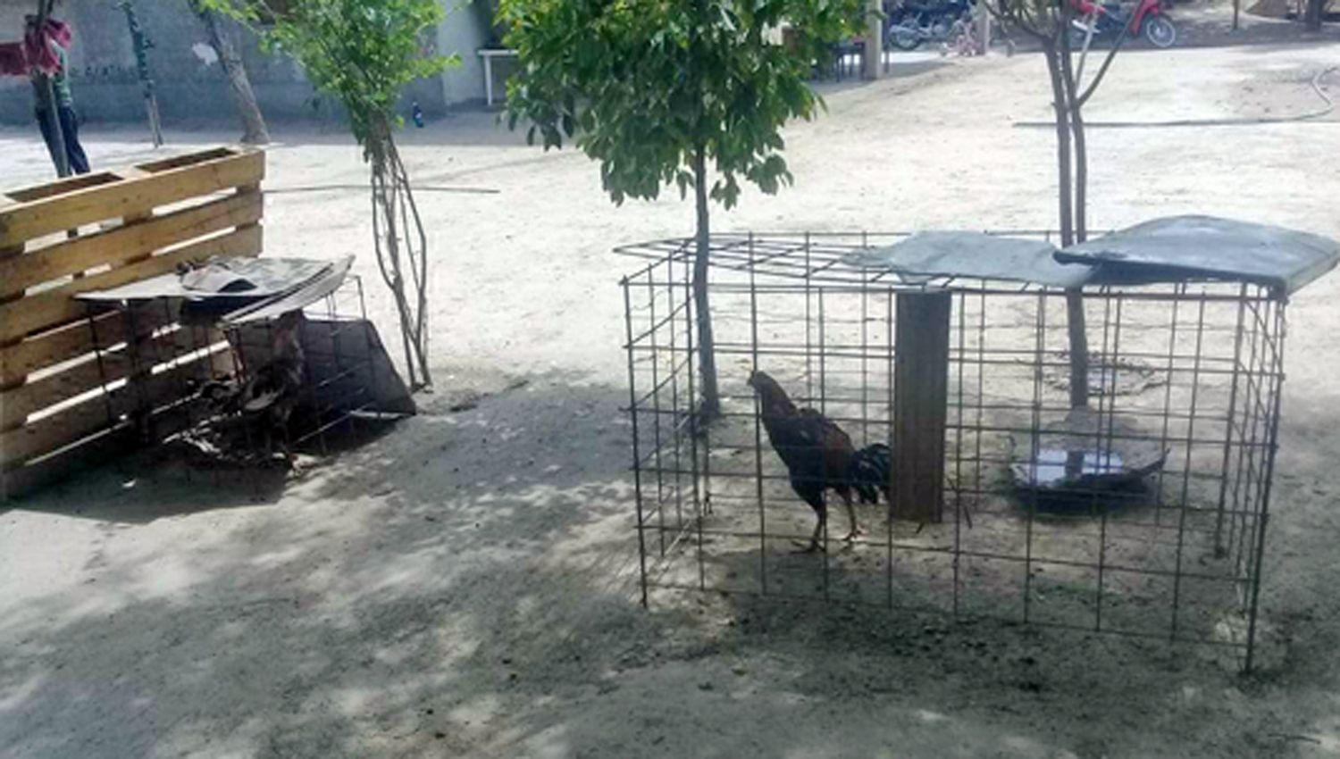 Desarticulan dos eventos de rintildeas de gallos ilegales