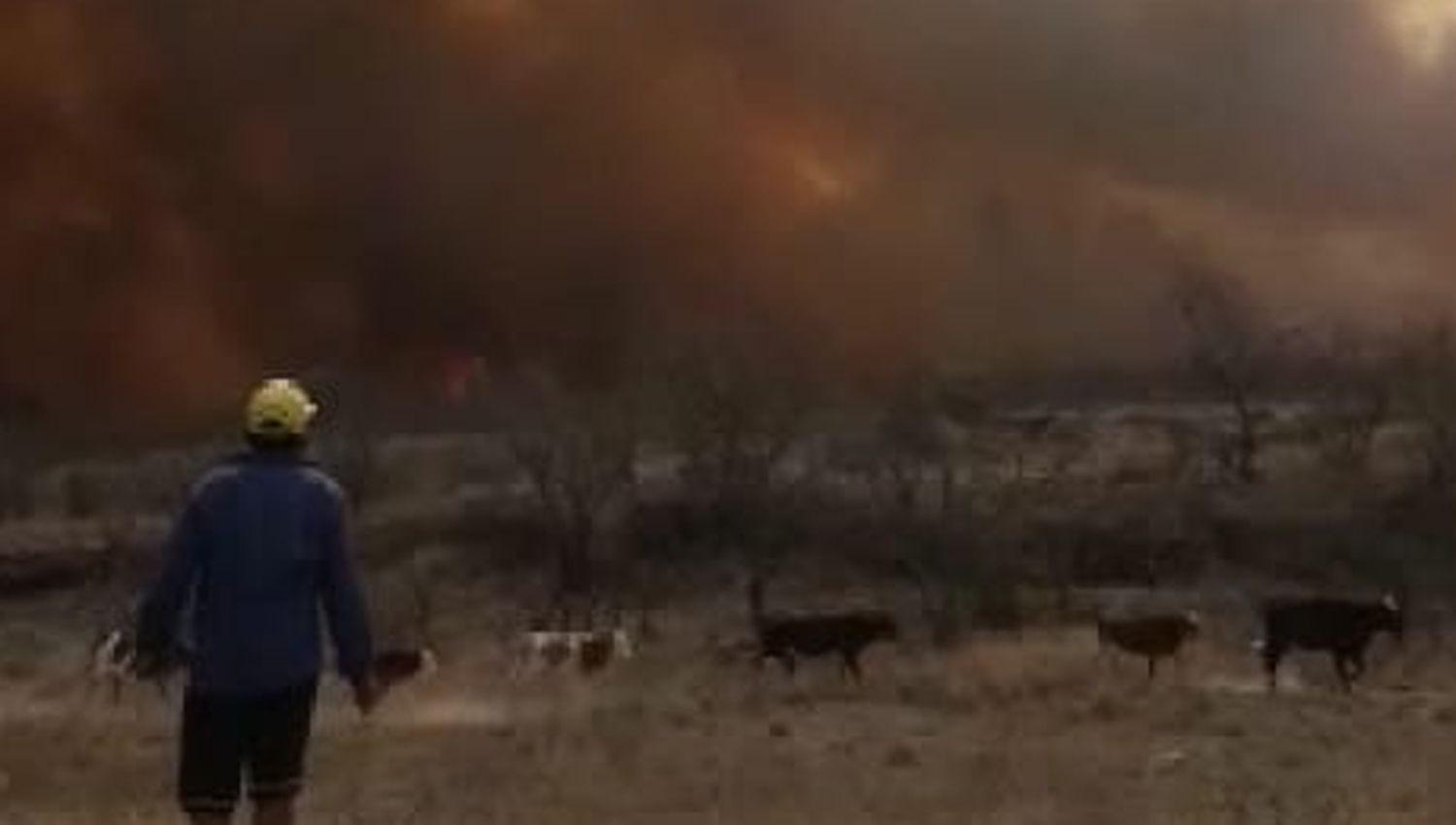VIDEO  Milagroso rescate de animales antes de que sean alcanzados por las llamas