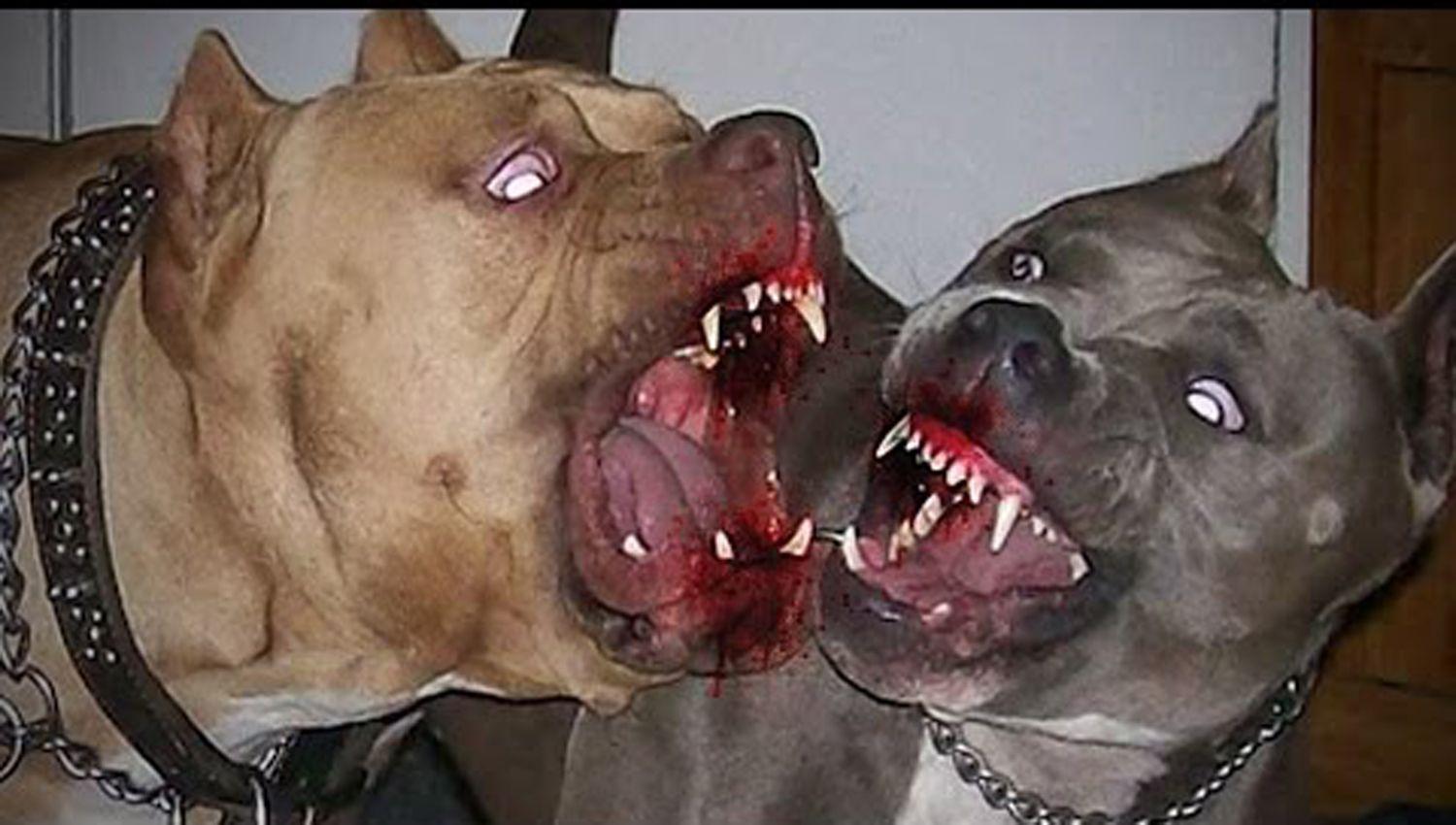 Un nintildeo de 8 antildeos fue internado con graves heridas tras ser atacado por dos perros raza Pitbull