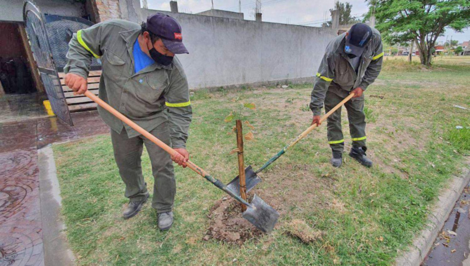 La comuna plantoacute aacuterboles en distintos barrios de la ciudad de Las Termas