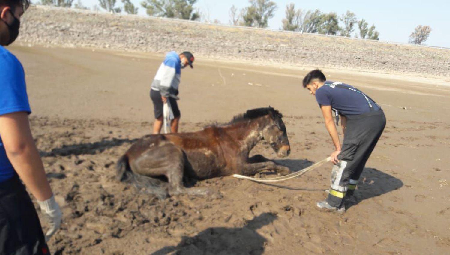 Rescatan a un equino que se habiacutea empantanado en la playa al sur del lago