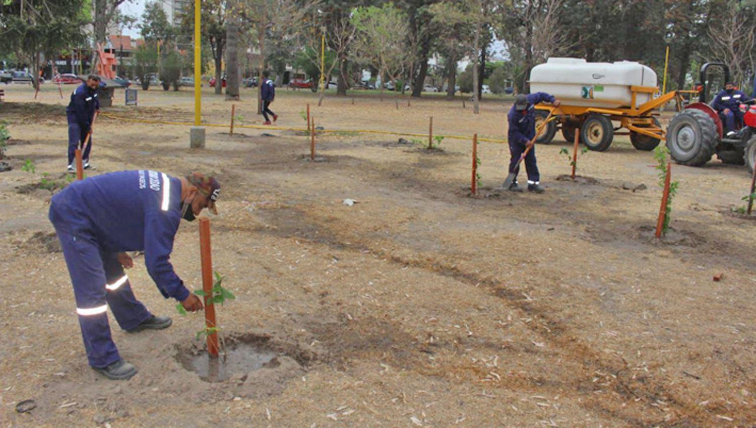 El patrimonio forestal en el parque Aguirre se incrementa con trabajos de la Municipalidad