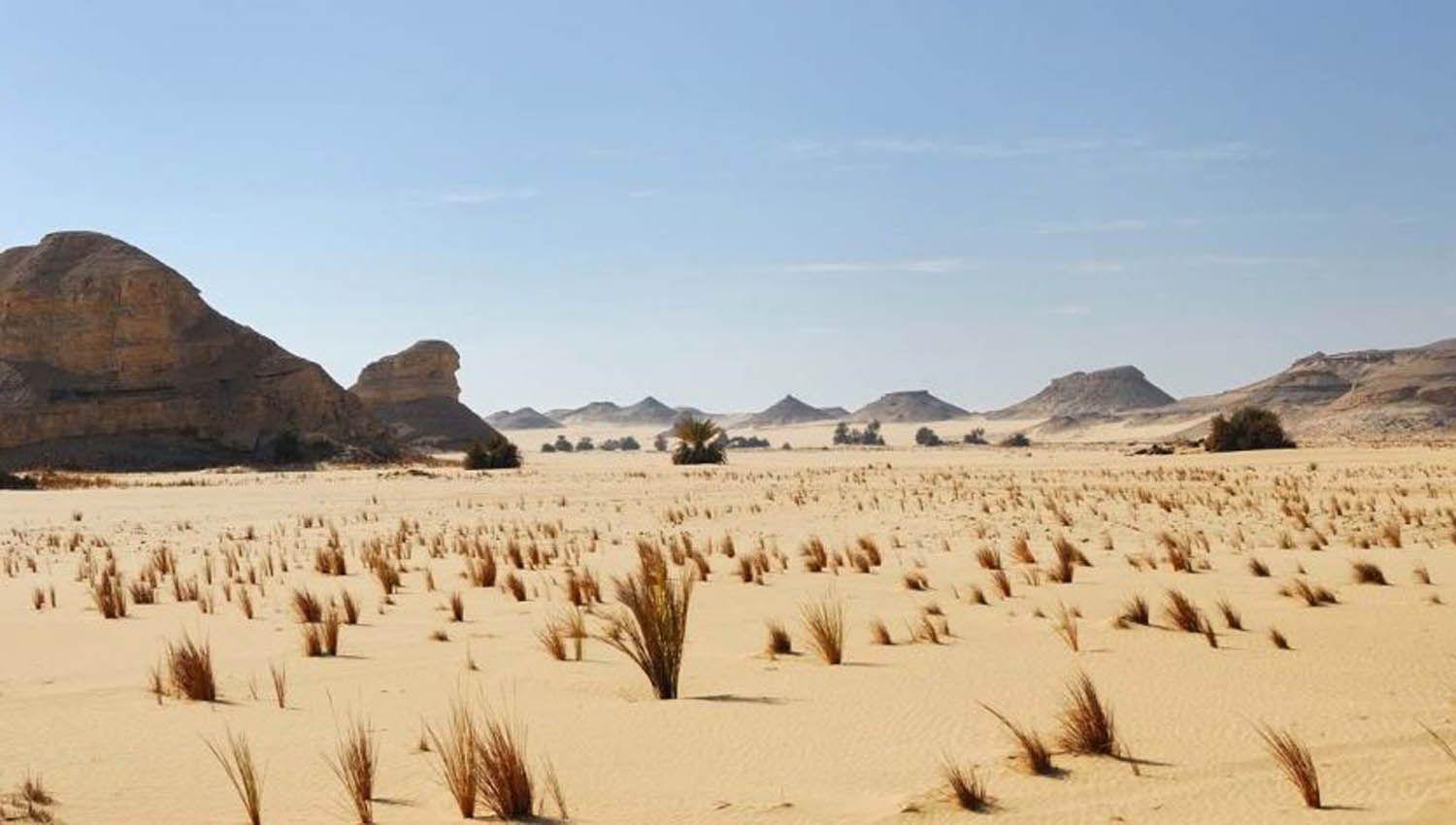 Descubren millones de aacuterboles en el ldquodesiertordquo del Sahara