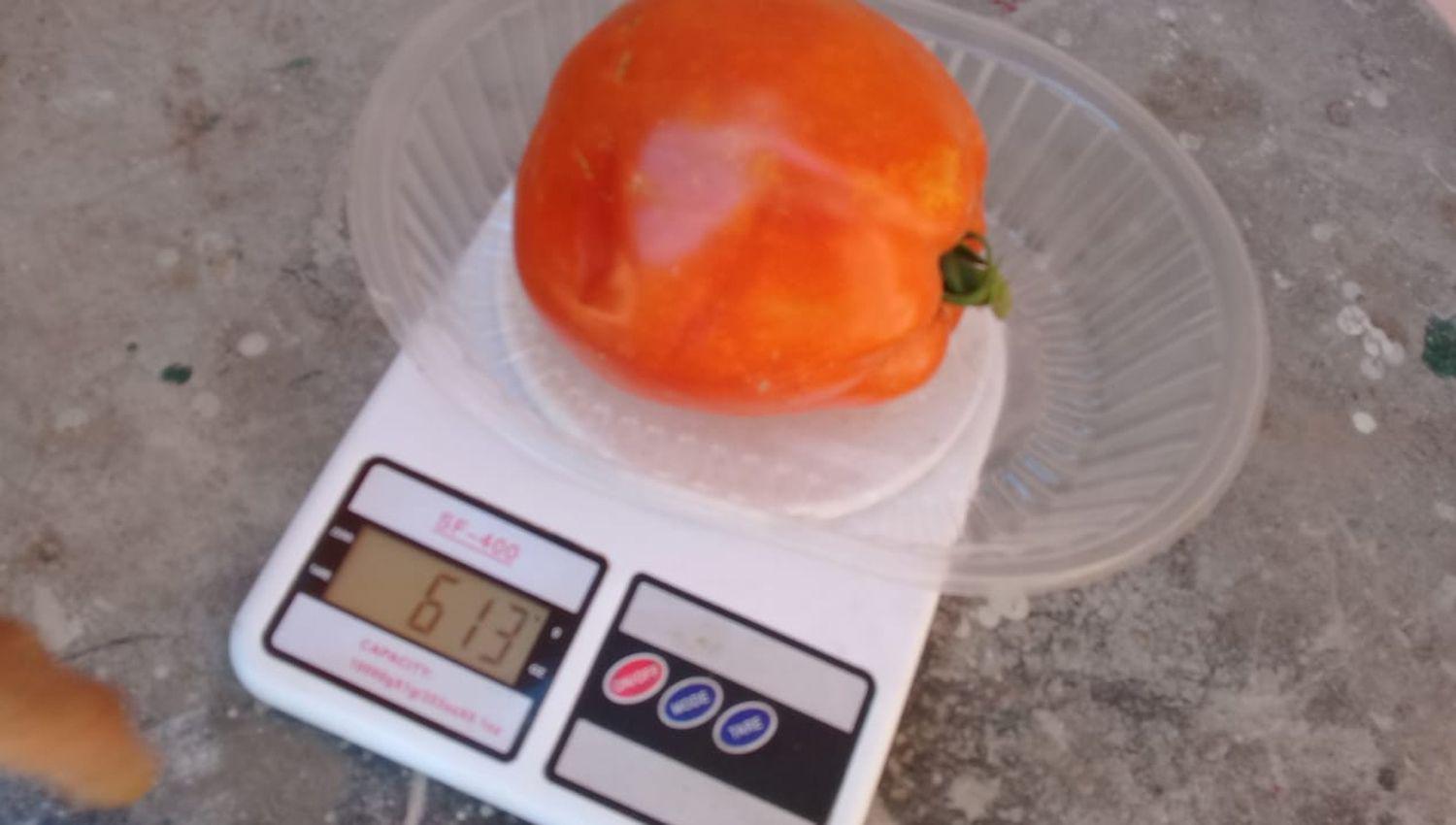 Un vecino de Antildeatuya cosechoacute en su huerta un tomate de 613 gramos