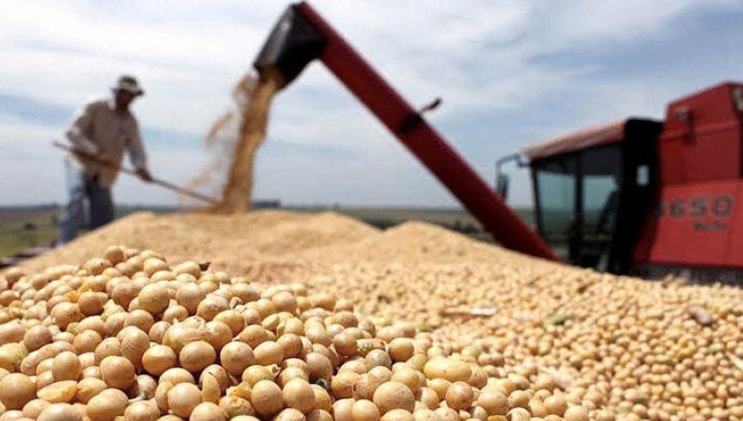 Importante descenso de la soja el maiacutez y el trigo en  el mercado de referencia