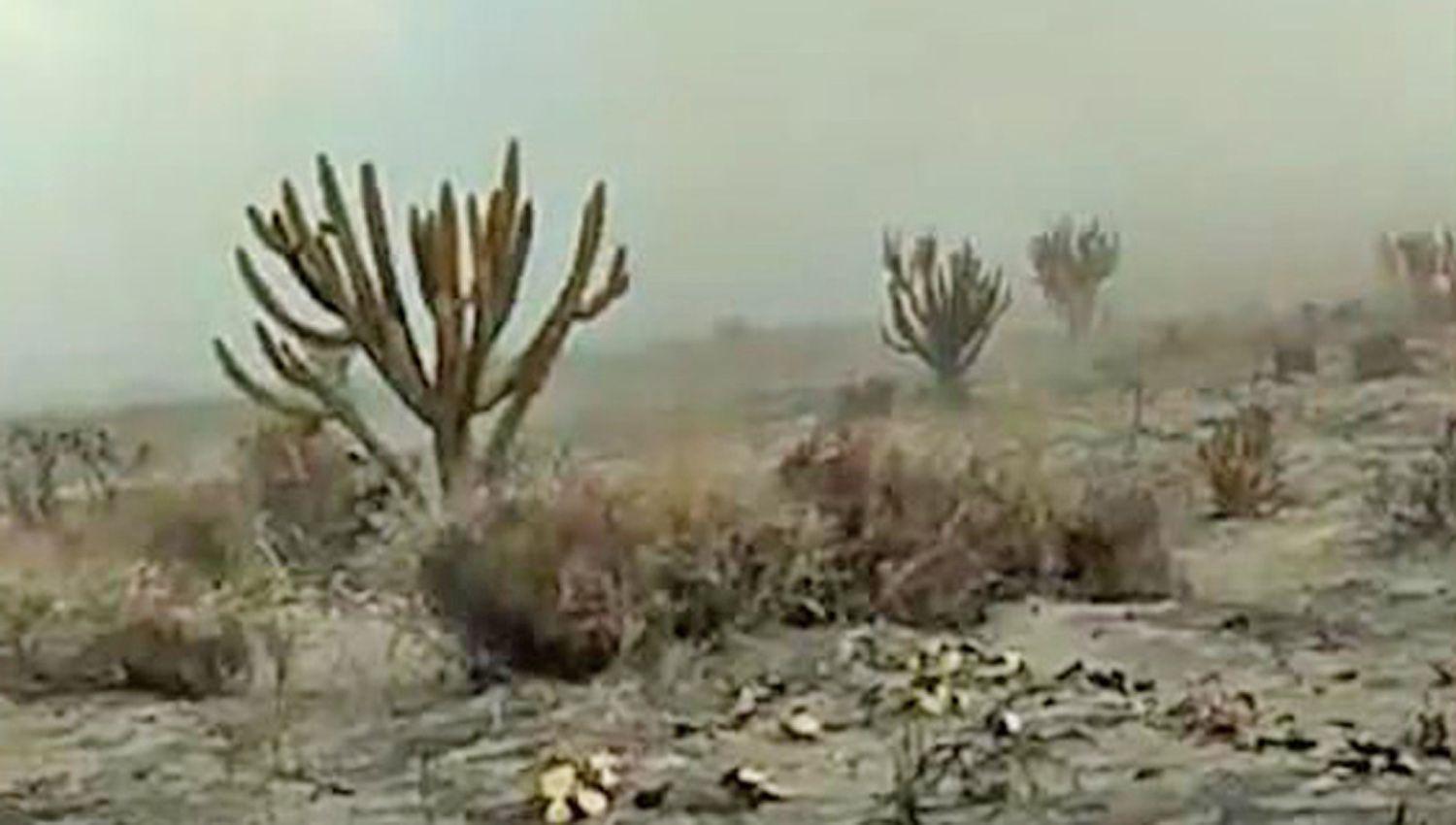 El fuego arrasoacute con unas 1500 hectaacutereas de monte y especies nativas en Salavina