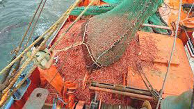 Por conflicto gremial se tiraron al mar 700 toneladas de langostino congelado y se exportaron 26-en-porciento- menos