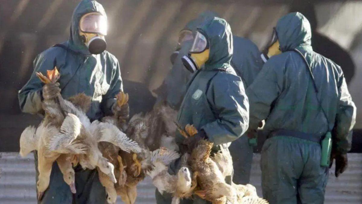 Cerca de 200000 gallinas y pollos fueron sacrificados por contagio de gripe aviar