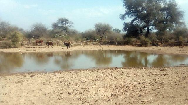 Por la seca trazan un escenario criacutetico para la gente el ganado y la siembra