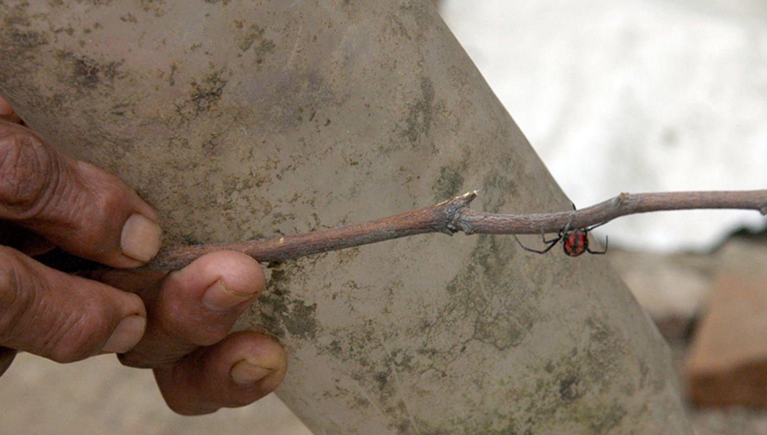 Especies de arantildeas maacutes comunes en Santiago y medidas de prevencioacuten