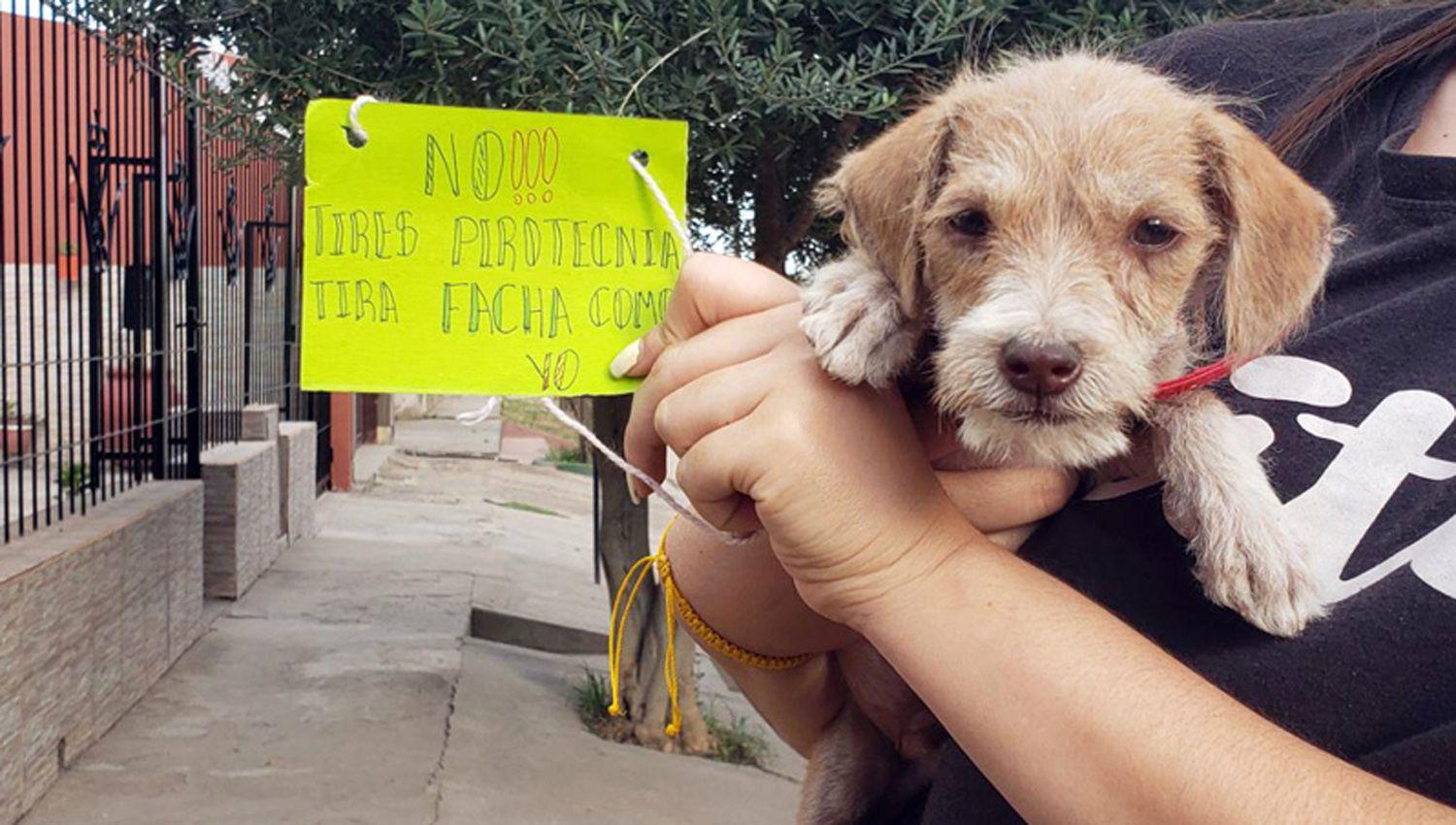  Apolo es una de las mascotas representativas de la campaña m�s luces menos ruido
