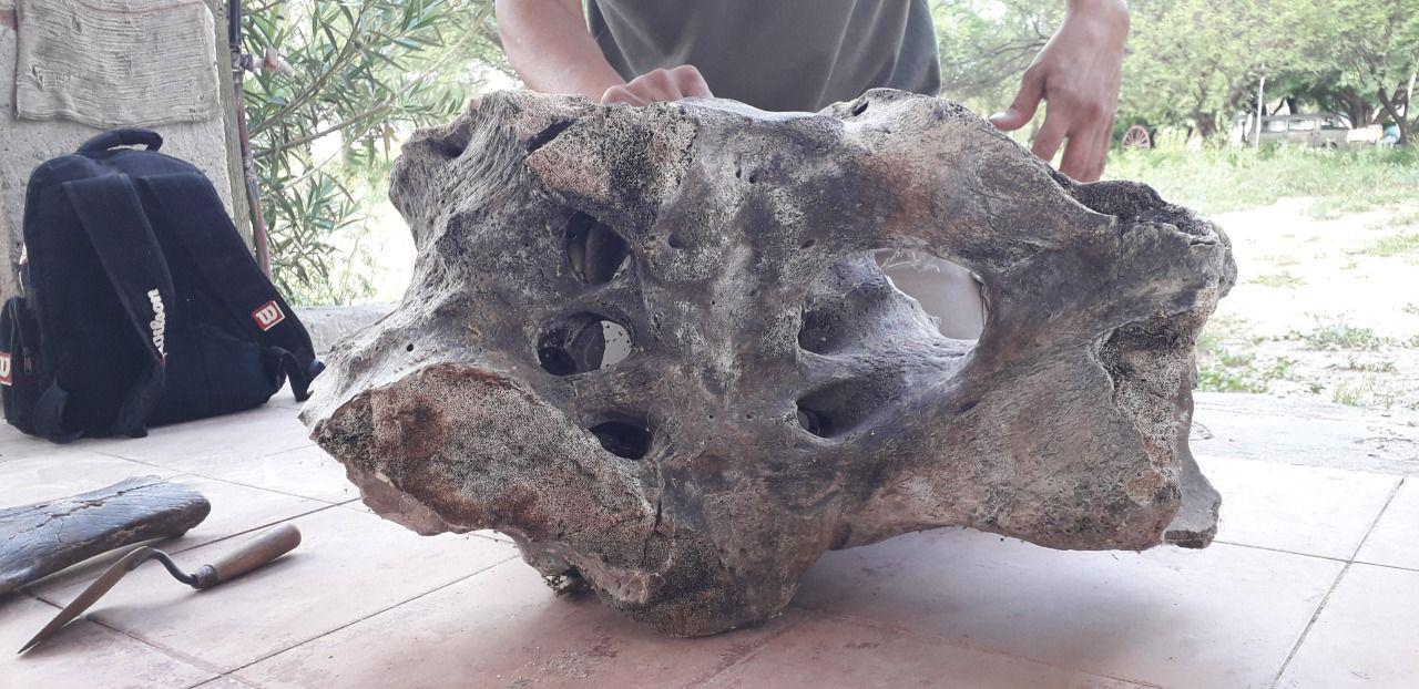 En el Riacuteo Dulce encontraron foacutesiles de maacutes de 8000 antildeos de antiguumledad- pertenecen a un perezoso gigante