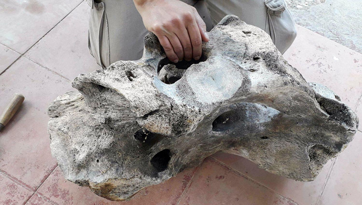 Paleontoacutelogos estaacuten entusiasmados con el hallazgo en Santiago
