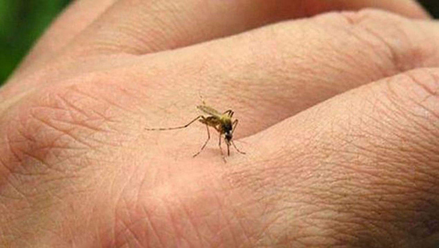 Fortalecen tareas de prevencioacuten contra el dengue en la provincia