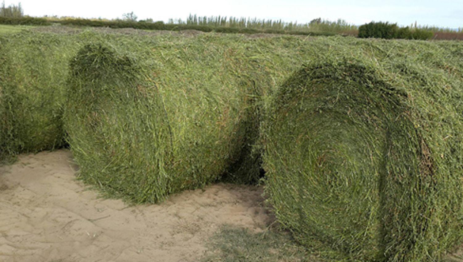 La horticultura la alfalfa y carnes con retencioacuten cero