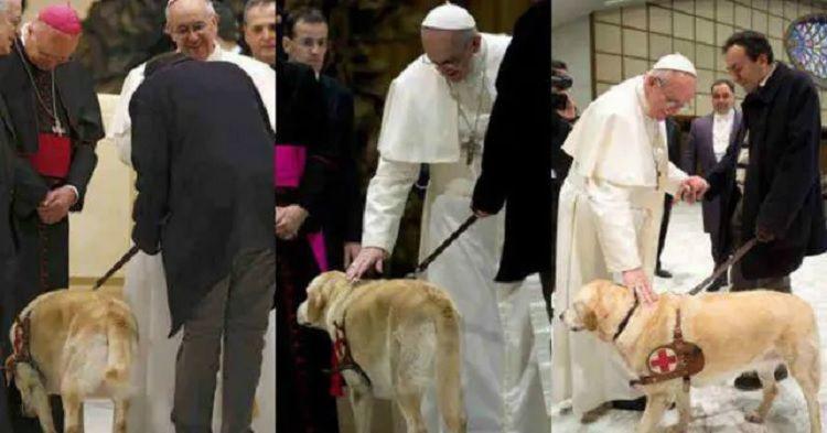 Desde 1976 estaacute prohibido tener mascotas en el Vaticano y ahora piden derogar la norma